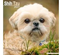Shih Tzu 2027 Calendar | Square Wall Calendar | Dog Breed Gift | Plastic Free Packaging | by Avonside Publishing