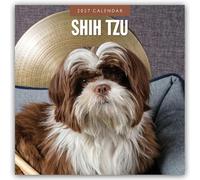 Shih Tzu 2027 Square Wall Calendar: Original Red Robin Publishing Ltd-Kalender [Mehrsprachig] [Kalender]