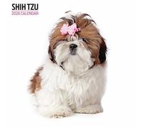 Shih Tzu - Calendario moderno 2026