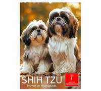 Shih Tzu - immer im Mittelpunkt (Wandkalender 2026 DIN A2 hoch), CALVENDO Monatskalender: Ein kleiner Charmeur - keck, fröhlich und anhänglich.