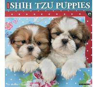 Shih Tzu Puppies 2027 Wall