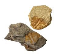 SHINEOFI 2 piezas Muestras de Trilobites Fósiles Naturales para Enseñanza y Decoración Científica Educativa
