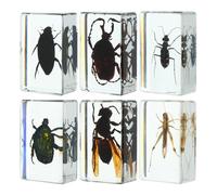 SHINEOFI 6 Piezas de Especímenes de Insectos en Resina Transparente Colección Educativa para Enseñanza Científica Decoración de Insectos Preservados Adecuado para Exhibición y