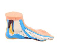SHINEOFI Modelo Anatómico de Pie Articulado de Vinilo con Detalles Codificados por Colores y Mapeo Realista de Vasos Sanguíneos para Clases de Anatomía y Fisioterapia