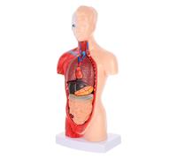 SHINEOFI Modelo de Anatomía Corazón Humano Pvc Desmontables, Modelo de Órgano, Herramienta de Enseñanza Médica para Estudiantes y Pacientes, Escuelas y Educación Física