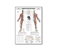 SHINERING Póster De Meridiano Chino, Pintura En Lienzo De Meridiano Chino, Decoración Del Hogar, Imagen Modular De Anatomía Del Cuerpo Humano, Impresión De Regalo Médico 40Cmx50Cm Sin Marco