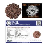 ShivaRatna 8 cuentas Rudraksha certificadas por Mukhi X Ray, origen Nepal, seleccionadas a mano, ocho caras, buena forma y cuentas maduras