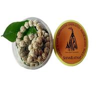 ShivaRatna Energizado Rudraksha Mala 108+1 Cuentas (Energizado del templo Kashi Viswanaath con Bhasmi y Belpatra)
