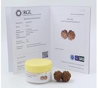 ShivaRatna Gauri Shankar Rudraksha con certificado de autenticidad (gama Elite) tamaño de coleccionista