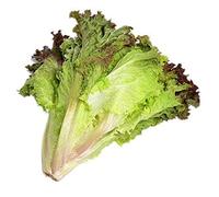 Shopvise Lechuga buen gusto Semillas Vgetable 100 piezas; color3