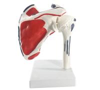 Shoulder Joint Anatomical Model Skeleton Human Medical Anatomy for Medical Study 17 * 16 * 16 cm