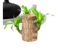 shpuuyy Madera Brasileña, Planta De Madera Brasileña Trae, Árbol En Maceta Purificador De Aire para Interior Y Exterior