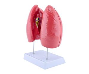 Shuade Modelo educativo de anatomía pulmonar humana anatómica humana con componentes desmontables, herramienta de enseñanza de anatomía normal