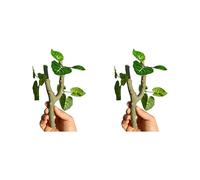 Shurhome 2 ramas trepadoras realistas para reptiles, cangrejos ermitaños, geckos crestas, decoración de hábitat, ejercicio seguro, paisaje, rama trepadora para reptiles