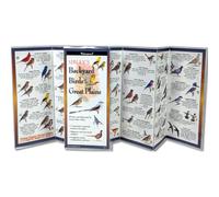 Sibley's Backyard Birds of the Great Plains (Foldingguides(tm))