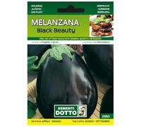 Sicignano | Semillas berenjena Black Beauty - Planta con frutos grandes y brillantes, bolsa extra - 2 paquetes de 1,9 g, colección verano