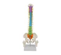 siduytin Recursos didácticos para Estudiantes: Modelo de Columna Vertebral y Pelvis, Herramienta educativa con características realistas para Clases de Ciencias, Modelo