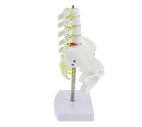 Siepificius Mini pelvis humana con 5 vértebras lumbares esqueleto modelo anatómico, White, lifesize, como se muestra en la