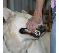 SIGN CRUSHES MOTORIST - I'LL BE OKAY (ULTRA CLEAR WITH PINK SPLATTER VINYL) [Vinilo]