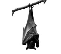 SIGNAL / BODY: GHOSTED CHIMERA: 1 (IF YOU WIN THE PULITZER PRIZE THREE TIMES, WELL DONE, MY SON)