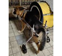 Silla de ruedas ajustable para perros grandes para pastores alemanes, rehabilitación de movilidad para perros discapacitados, se adapta a tamaños de 15 a 60 kg, tallas M/XL/XXL/XXXL, soporta caminar