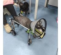 Silla de ruedas ajustable para perros pequeños a medianos, carrito de movilidad ligero de 4 ruedas, cochecito de recuperación para perros y gatos discapacitados o lesionados (tamaño L)