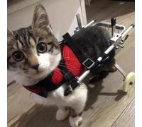 Silla de Ruedas para Gatos para Patas traseras paralizadas, Equipo de Andador de Silla de Ruedas para cotas de Aluminio, Carrito con Ruedas de Entrenamiento de rehabilitación, Gatos Grandes/
