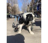 Silla de ruedas para mascotas para perros, arnés de soporte de cuerpo completo ajustable para ovejas, cabras, conejos, carrito de 4 ruedas para mascotas Did rodillera para li Assi