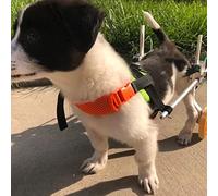 Silla de ruedas para perros, ayuda de movilidad de 2 ruedas para patas traseras, soporte para perros pequeños, medianos y grandes, rehabilitación y movilidad mejorada