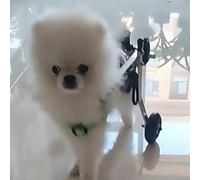 Silla de ruedas para perros pequeños, ayuda para patas delanteras y traseras, carrito de ejercicios de rehabilitación para mascotas (tamaño M)