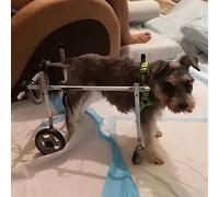 Silla de ruedas para perros y madres pequeñas Clete li Aid con soporte de rodilla para lesiones del LCA, diseño de 4 ruedas para mejorar la estabilidad y la T