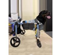 Silla Ruedas Perro Carro de Recuperación para Perros con Ruedas Ajustables de 2 o 4 Pulgadas, Carrito de Rehabilitación para Mascotas Pequeñas o Grandes con Extremidades Traseras Tallas XS a XXL,(XXL)