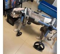 Silla Ruedas Perro Silla de Ruedas para Perros con Soporte Completo de 4 o 2 Ruedas, Carrito de Movilidad Ajustable para Perros Grandes, Medianos y Pequeños, Soporte para Patas para Mascotas(Blue,S)