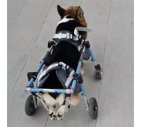 Silla Ruedas Perro Silla de Ruedas para Perros Corgi de 4 Ruedas para Perros Pequeños, Medianos y Grandes, Silla de Ruedas con Soporte Completo para La Movilidad de Las Mascotas en La Cadera(Blue,XL)