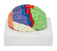Silriku Modelo de cerebro humano con regiones de colores y etiquetadas, modelo de cerebro humano de 2 partes desmontado, incluye base