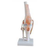 Silriku Modelo de simulación de articulación de rodilla, anatomía humana, tamaño real 1:1