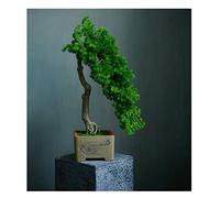 Simulación de Grado de árboles Artificiales Bienvenido a Tree Tree Bonsai Hotel Office Tea Varios Live Hall Decoración Extrema Artículos Hermosos Plantas en macetas