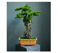 Simulación de Grado de árboles Artificiales Bienvenido a Tree Tree Bonsai Hotel Office Tea Varios Live Hall Decoración Extrema Artículos Hermosos Plantas en macetas