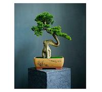 Simulación de Grado de árboles Artificiales Bienvenido a Tree Tree Bonsai Hotel Office Tea Varios Live Hall Decoración Extrema Artículos Hermosos Plantas en macetas