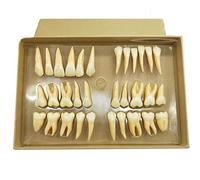 Simulación dientes orales tallados modelo de dientes, modelo de estudio 2.5X magnificación dientes dentales modelo de