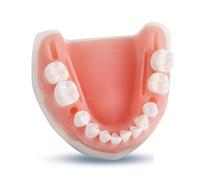 Simulador de entrenamiento dental oral humano, modelo de herramienta de práctica de sutura, módulo de silicona, almohadilla periodontal for encías y dientes.(Down Jaw)