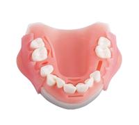 Simulador de entrenamiento dental oral humano, modelo de herramienta de práctica de sutura, módulo de silicona, almohadilla periodontal for encías y dientes.(Upper Jaw)