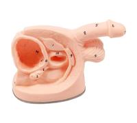 Simulador de modelo anatómico de cateterismo masculino para educación y asistencia de formación de enfermeras, material de PVC, herramienta educativa realista para profesionales de la salud