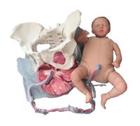 Simulador de modelo de formación en partería, simulador de parto de feto/cordón umbilical/placenta, for comunicación y educación de pacientes de obstetricia y ginecología.