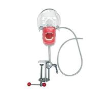 Simulador dental Maniquí Phantom Head para entrenamiento de práctica Estudiar Typodont Modelos con dientes extraíbles (en la mesa)