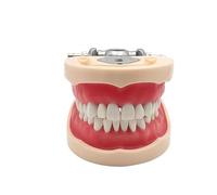 Simulador dental Maniquí Phantom Head para entrenamiento de práctica Estudiar Typodont Modelos con dientes extraíbles (32teeth Modelo TM-092)
