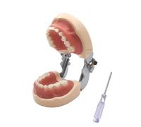 Simulador dental Maniquí Phantom Head para entrenamiento de práctica Estudiar Typodont Modelos con dientes extraíbles (Modelo de dientes para niños)