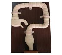 Simulador sigmoidoscopio humano, examen colonoscopiaModelo intestino