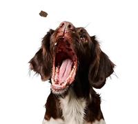 SIN Stock Alpha Spirit Alimento Húmedo Premium Perros 6 latas x 400Gr (BOQUERON con Manzana ROJA)