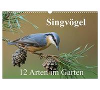 Singvögel - 12 Arten im Garten (Wandkalender 2026 DIN A3 quer), CALVENDO Monatskalender: Kalender mit 12 künstlerischen Porträts häufiger Singvögel in unserem Garten